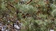The coniferous tree branch shakes on a wind.