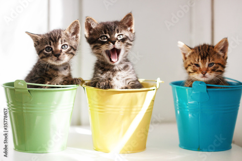 Photo: Funny kittens Funny kittens