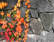 Autumn grapevine on grey Autumn grapevine on grey