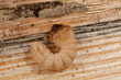 Holzwurm