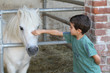 bambino che accarezza un pony