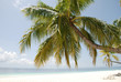 Traumstrand mit Palme