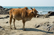 Cow in beach Cow in beach