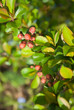 Japanese quince (Chaenomeles japonica) buds Japanese quince (Chaenomeles japonica) buds