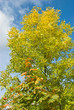 Autumn maple and ash leaves Autumn maple and ash leaves
