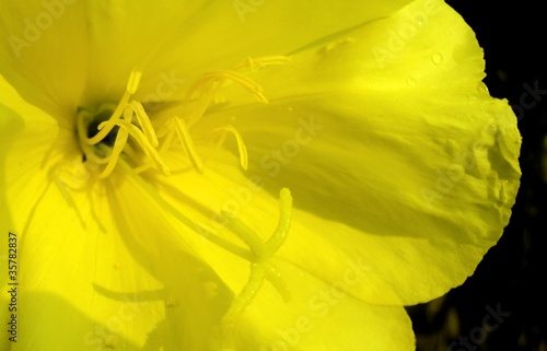 Photo: Yellow flower Yellow flower