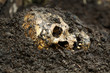 Photo: Real human skull figured as crime scene Real human skull figured as crime scene