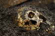 Photo: Real human skull figured as crime scene Real human skull figured as crime scene