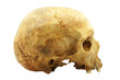 Photo: Human skull isolated on white background Human skull isolated on white background