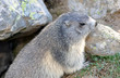 marmotte