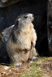 marmotte debout regard droite faisant le guet