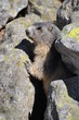 marmotte dans rochers
