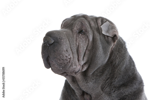 Photo: problème de peau du shar pei - dermatose, dermatite problème de peau du shar pei - dermatose, dermatite