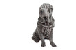 shar pei assis en studio