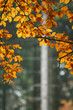 Herbstlich