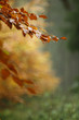 Herbstfarben