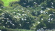 Birds colony