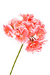 Blossoming salmon geranium