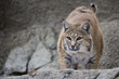 Portrait Lynx sitting on a rock