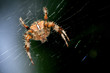 Foto: Insecte en macro : araignée Insecte en macro : araignée