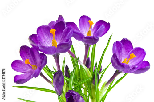 Foto: Beautiful violet crocus isolated on white Beautiful violet crocus isolated on white