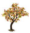 Oak tree in fall
