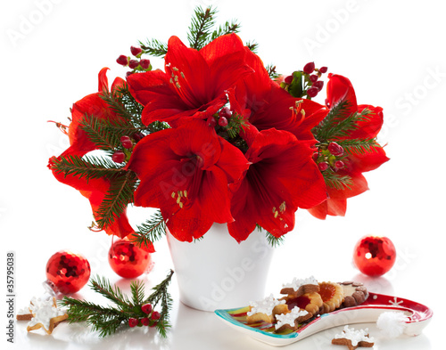 Photo: Christmas arrangement of amaryllis Christmas arrangement of amaryllis