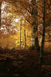 Herbst