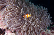 Tief im Meer Tief im Meer