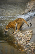 Siberian tiger for a walk Siberian tiger for a walk