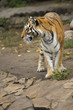 Siberian tiger for a walk Siberian tiger for a walk