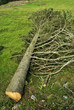 Wood Logs