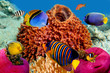 Regal angelfish  in the Red Sea, Egypt