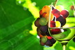 Foto: Junger Wein Junger Wein