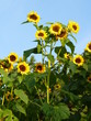 Sonnenblumen - hoch Sonnenblumen - hoch