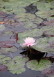 Rosa Seerose - Rosa Seerose -