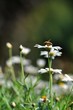 Abeille qui butine