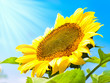 Sunflower on a background of the blue sky