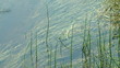 stream & water grass