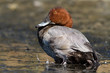 canard filigule milouin