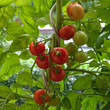 Tomaten - Solanum lycopersicum