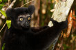 Lemur Indri Indri, le regard jaune du lémurien de Madagascar Lemur Indri Indri, le regard jaune du lémurien de Madagascar
