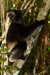 Lemur Indri Indri, le plus grand lémurien de Madagascar