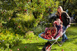 Foto: mother pushing daughter and apples in the barrow mother pushing daughter and apples in the barrow