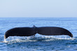 Humpback Whale