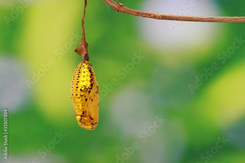 Photo: golden chrysalis golden chrysalis
