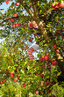 Foto: girl in the apple tree girl in the apple tree