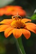 Abeille qui butine