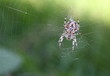 spider