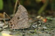 cute white spot butterfly